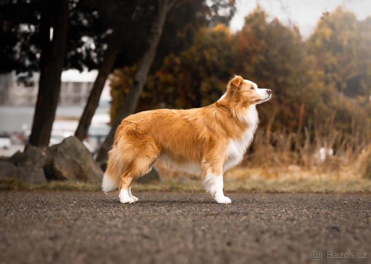 Border Kolie S PP - 14