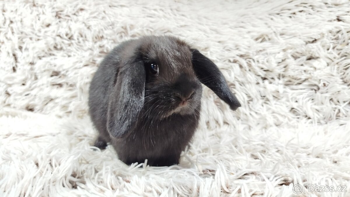 Zakrslý beránek,králík, králíček - BIBI - 14