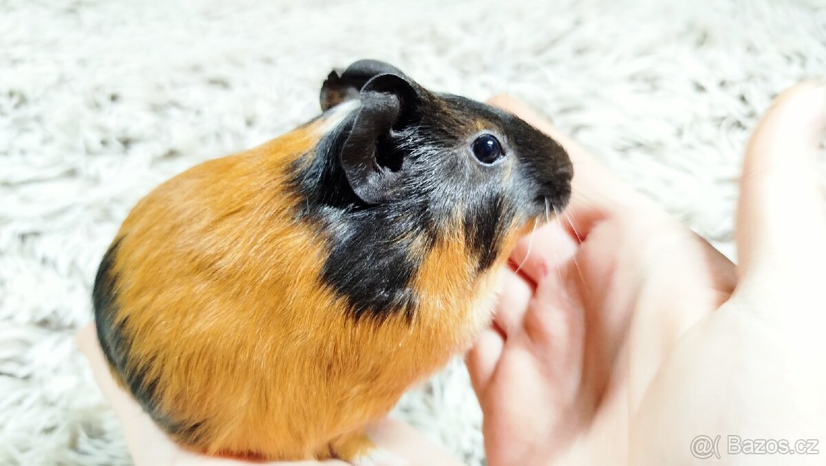 Morče, Morčata, Morčátko, Morčátka - JUSTÝNA A JESSIE - 14