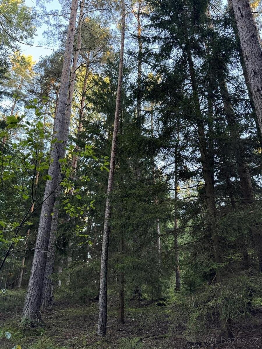 Prodám lesní pozemek v k.ú. Ločenice, p.č. 810 - 14