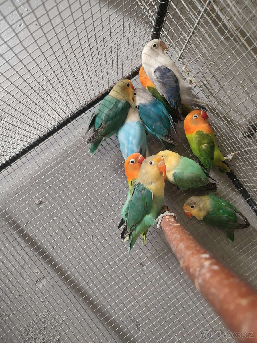 Agapornis ficheri - 14