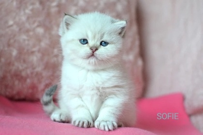 Koťátka s PP k rezervaci - 14