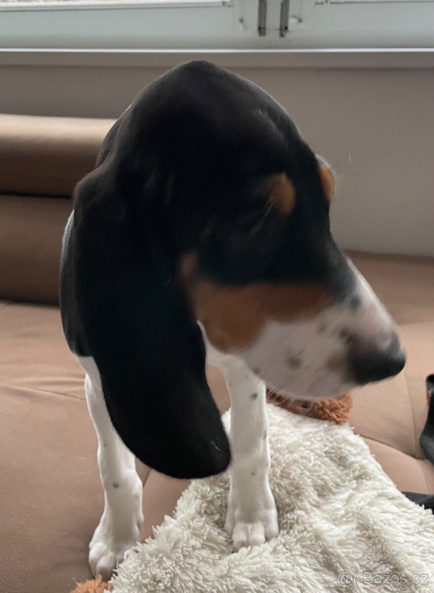 Štěně fenka s PP ihned k odběru - 14