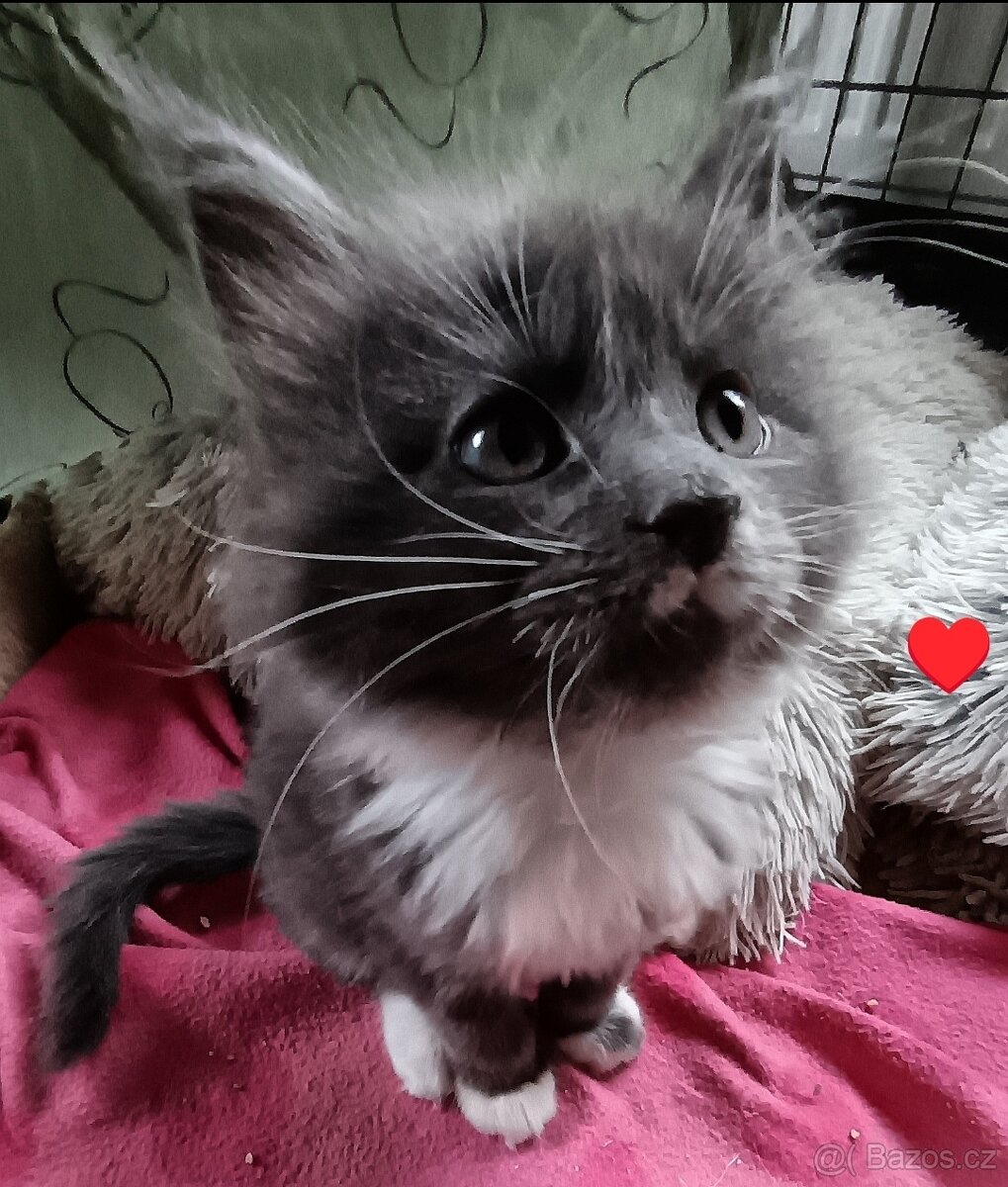 Koťata mainská mívalý - 14