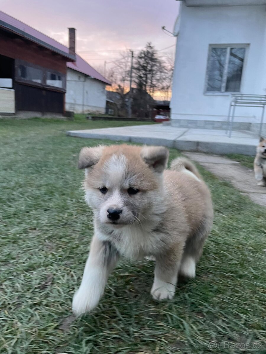Akita inu šteňátka - 14