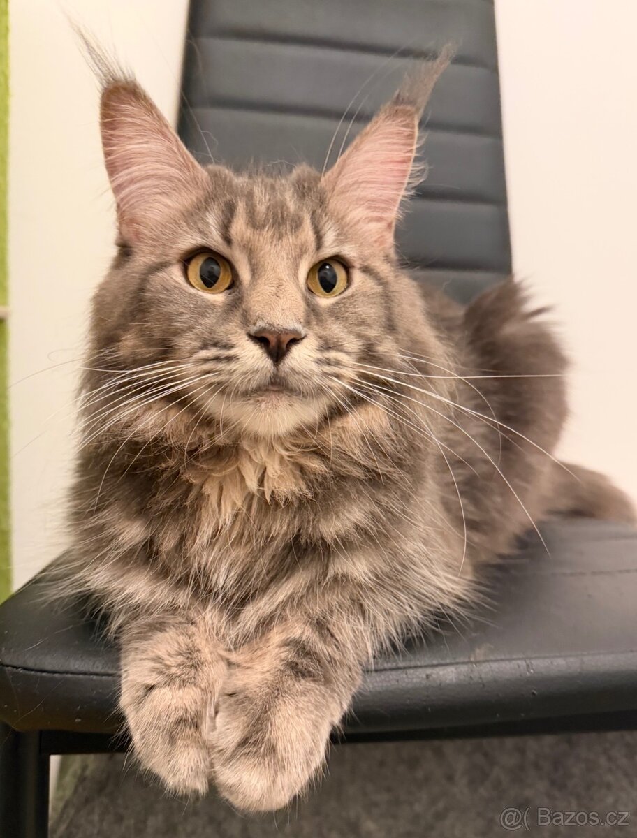 Mainska myvali kotata s PP - 14