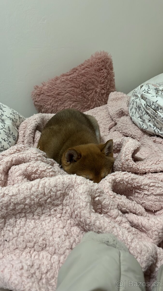 Štěňátko Shiba inu s PP - 14