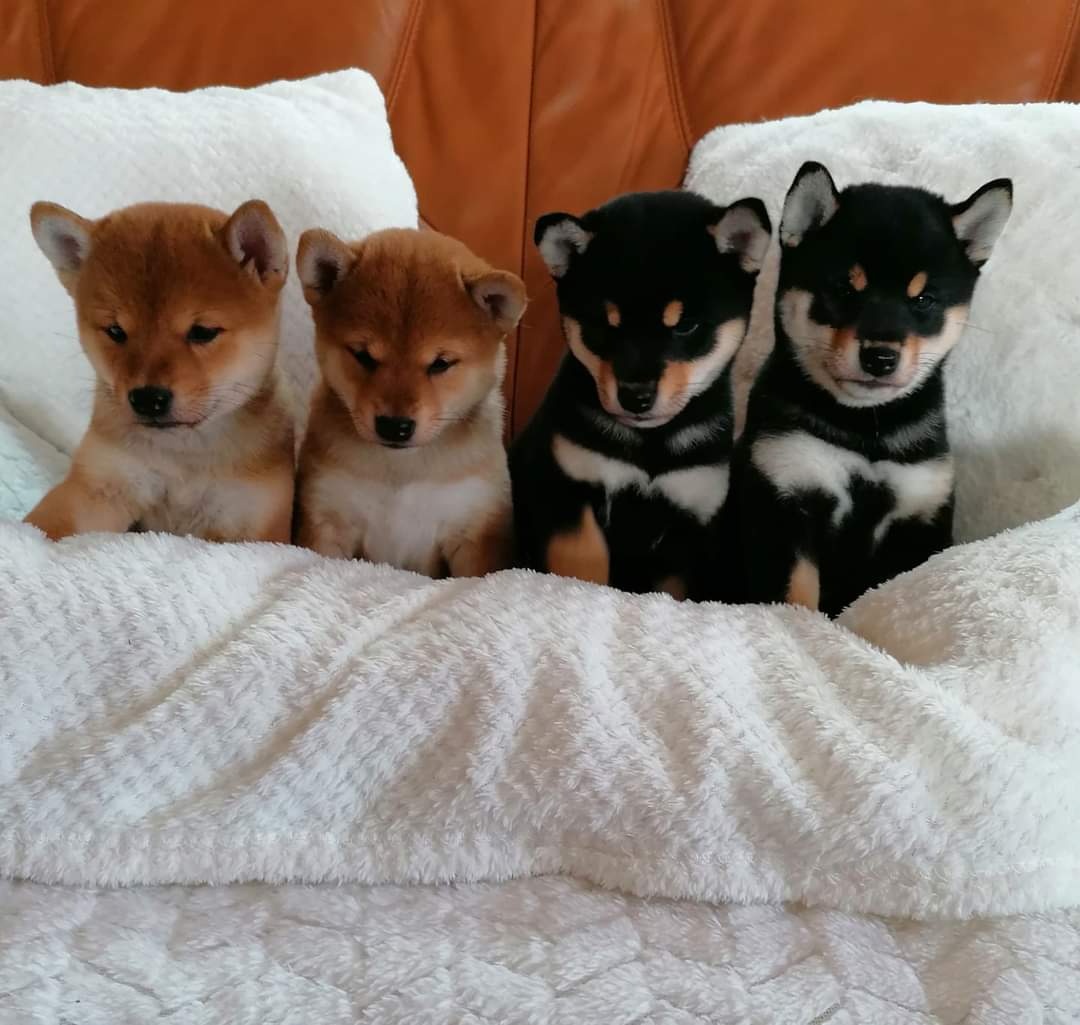 Shiba Inu - 14