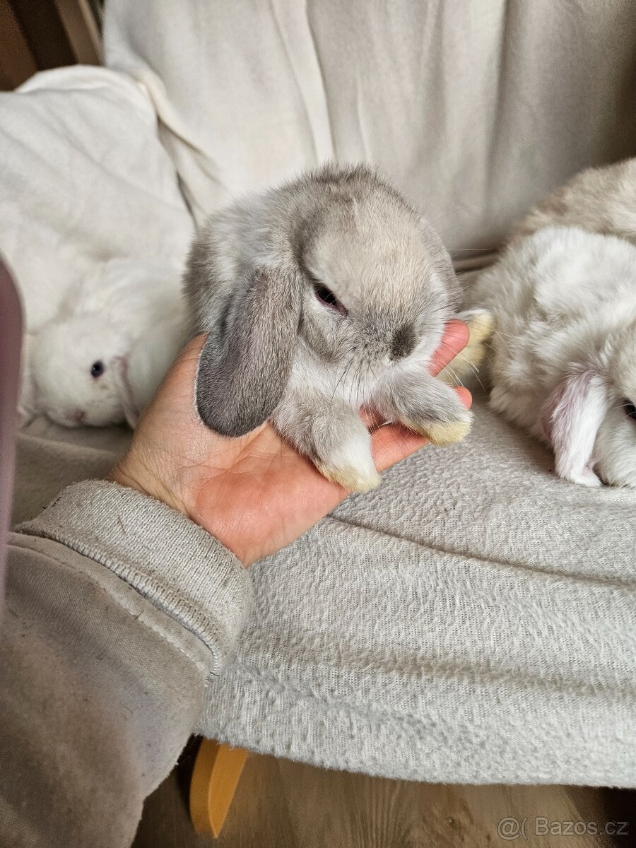 Zakrslý králík - 14
