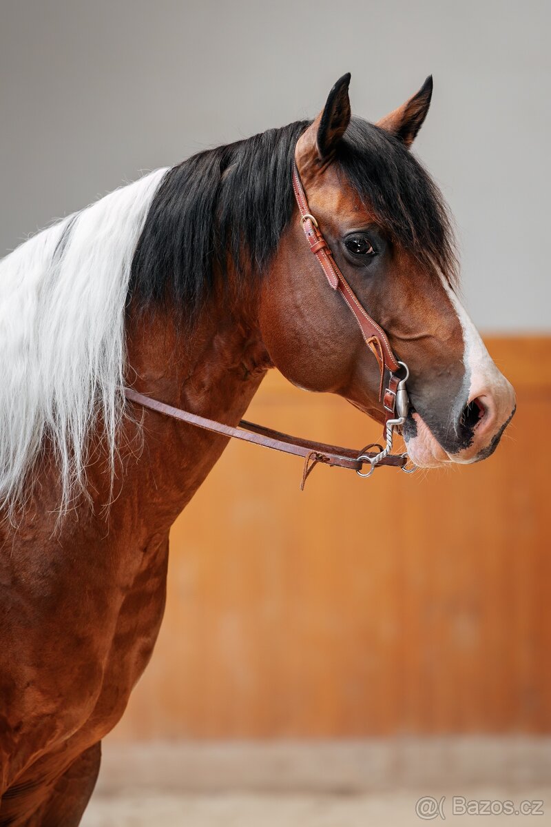 Fantastic Dj Valentin -připouštění homozygotní APH plemeník - 14