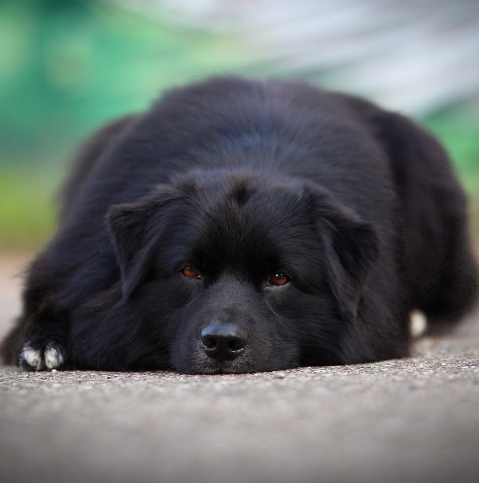 Australských ovčák s PP - 14