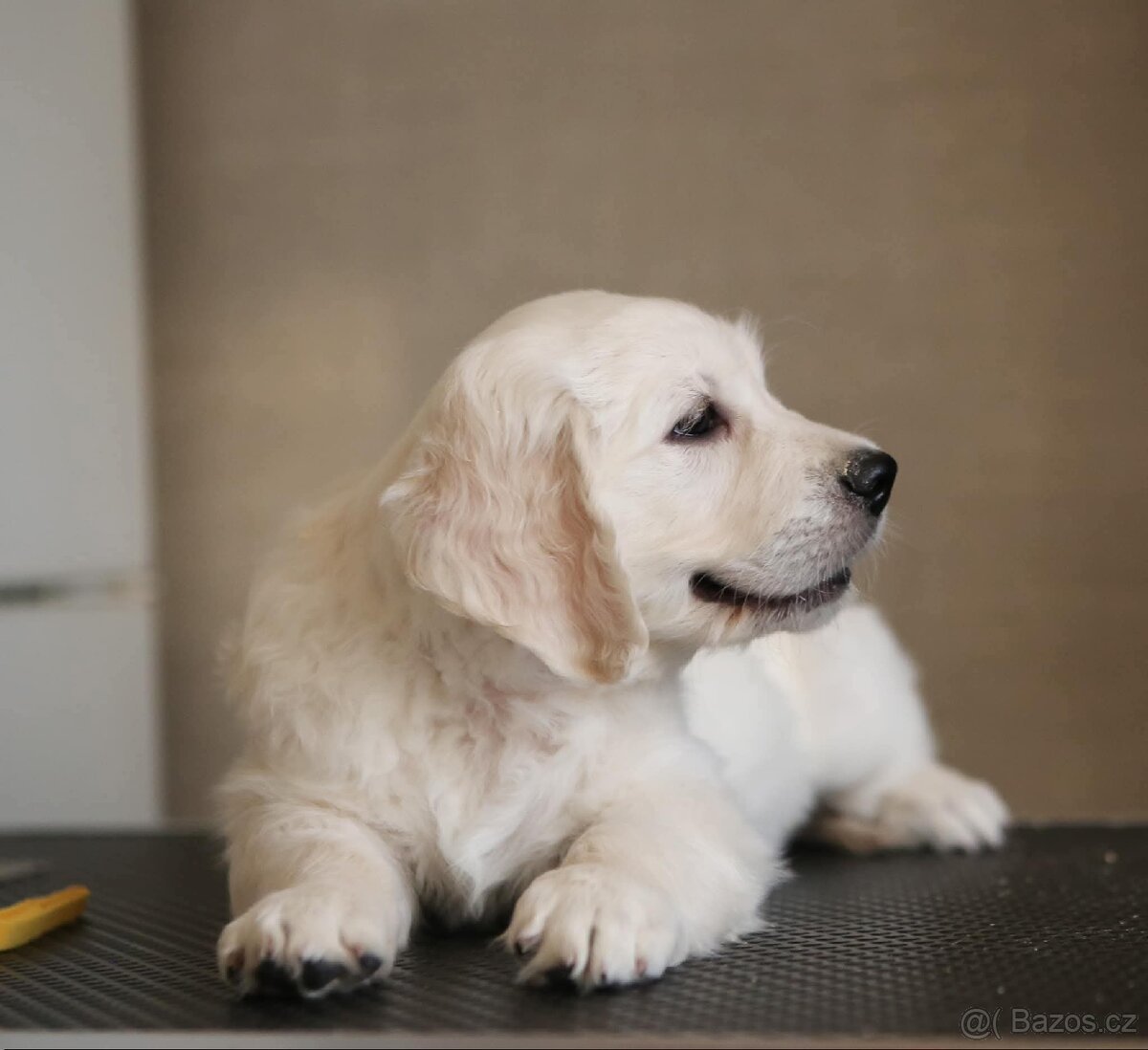 Zlatý Retrívr - 14
