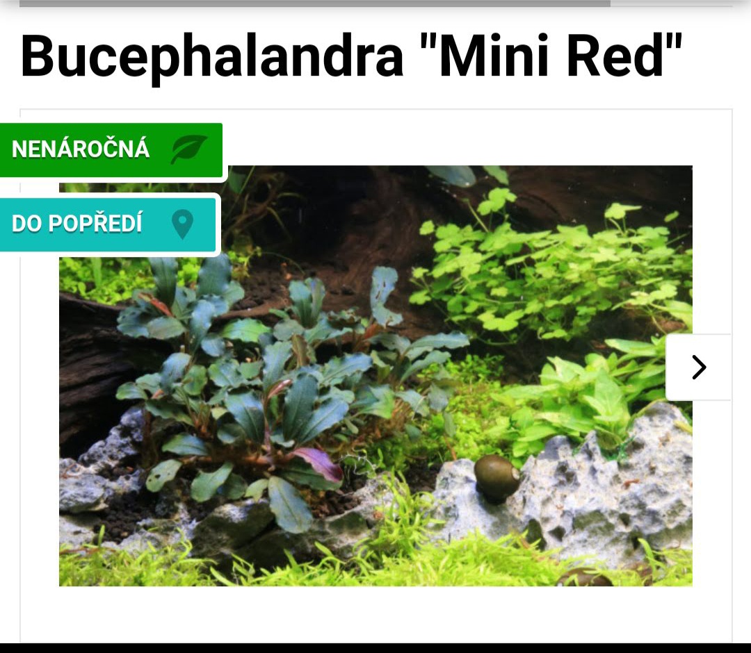 Akvarijní rostlinky a krevetky Red Cherry - 14