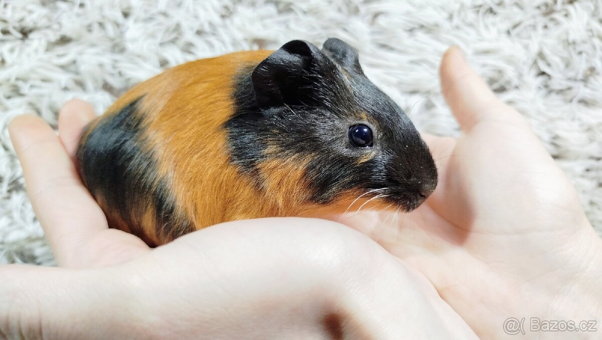 Morče, Morčata, Morčátko, Morčátka -JUSTÝNA A JESSIE - 14