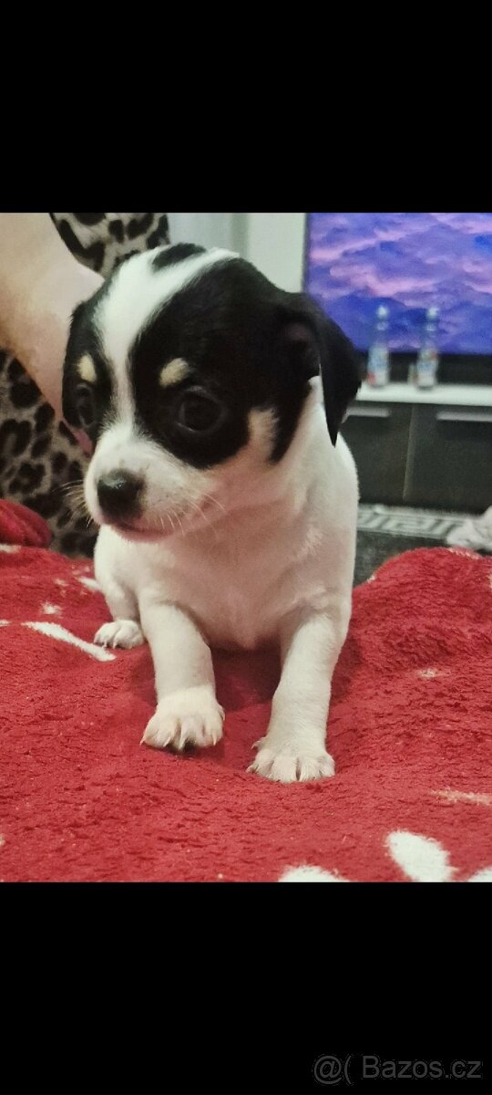 Čivava mini štěňata bez pp - 14