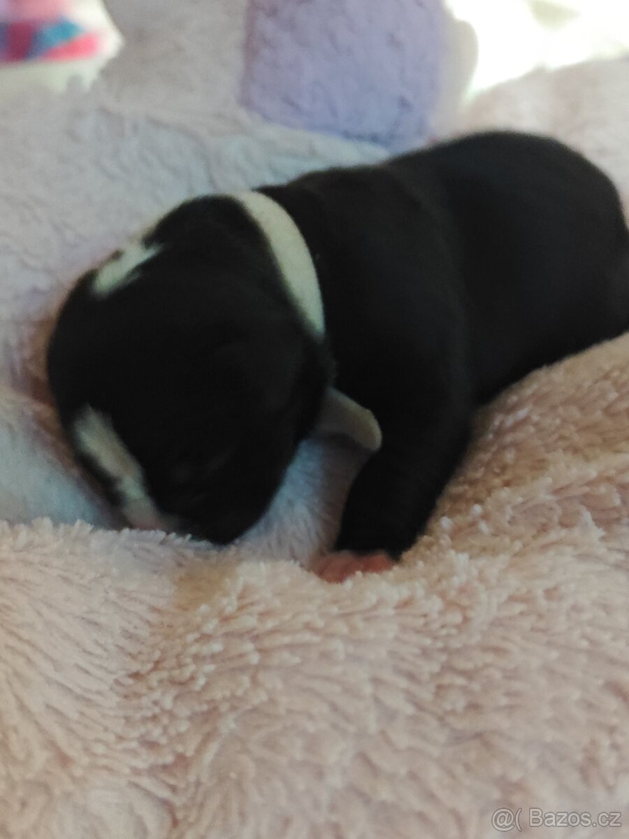 Americký staford - 14