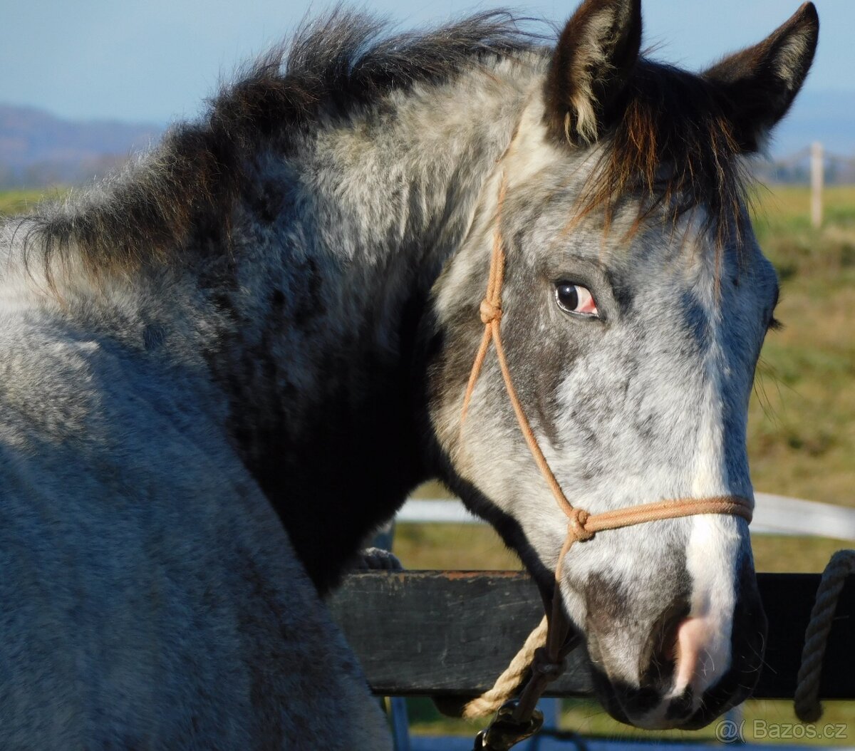 Appaloosa hřebec - připouštění - 14