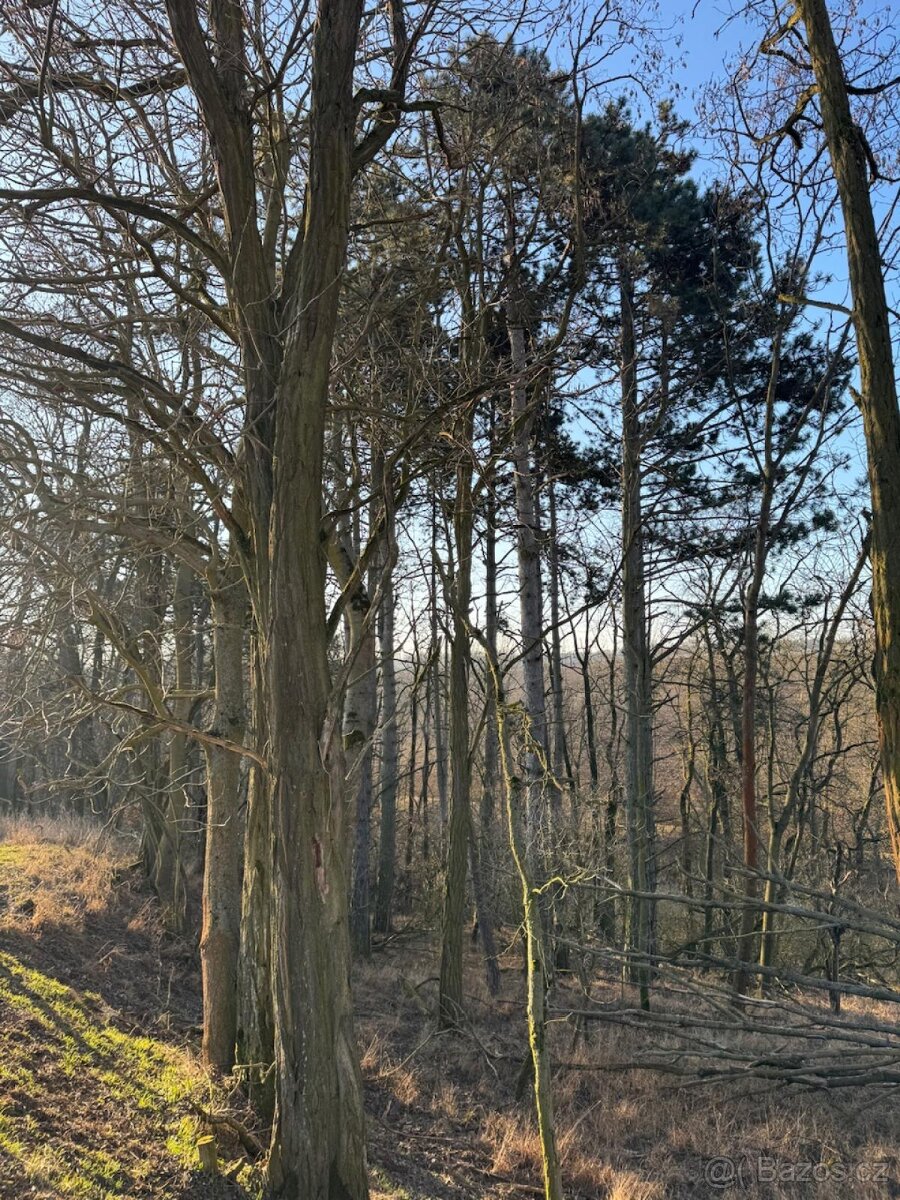 Prodám lesní pozemek v katastrálním území Radouň - 14