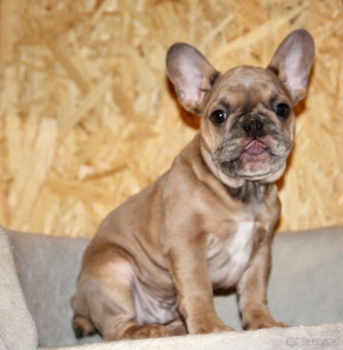Francouzský buldoček s PP - 14