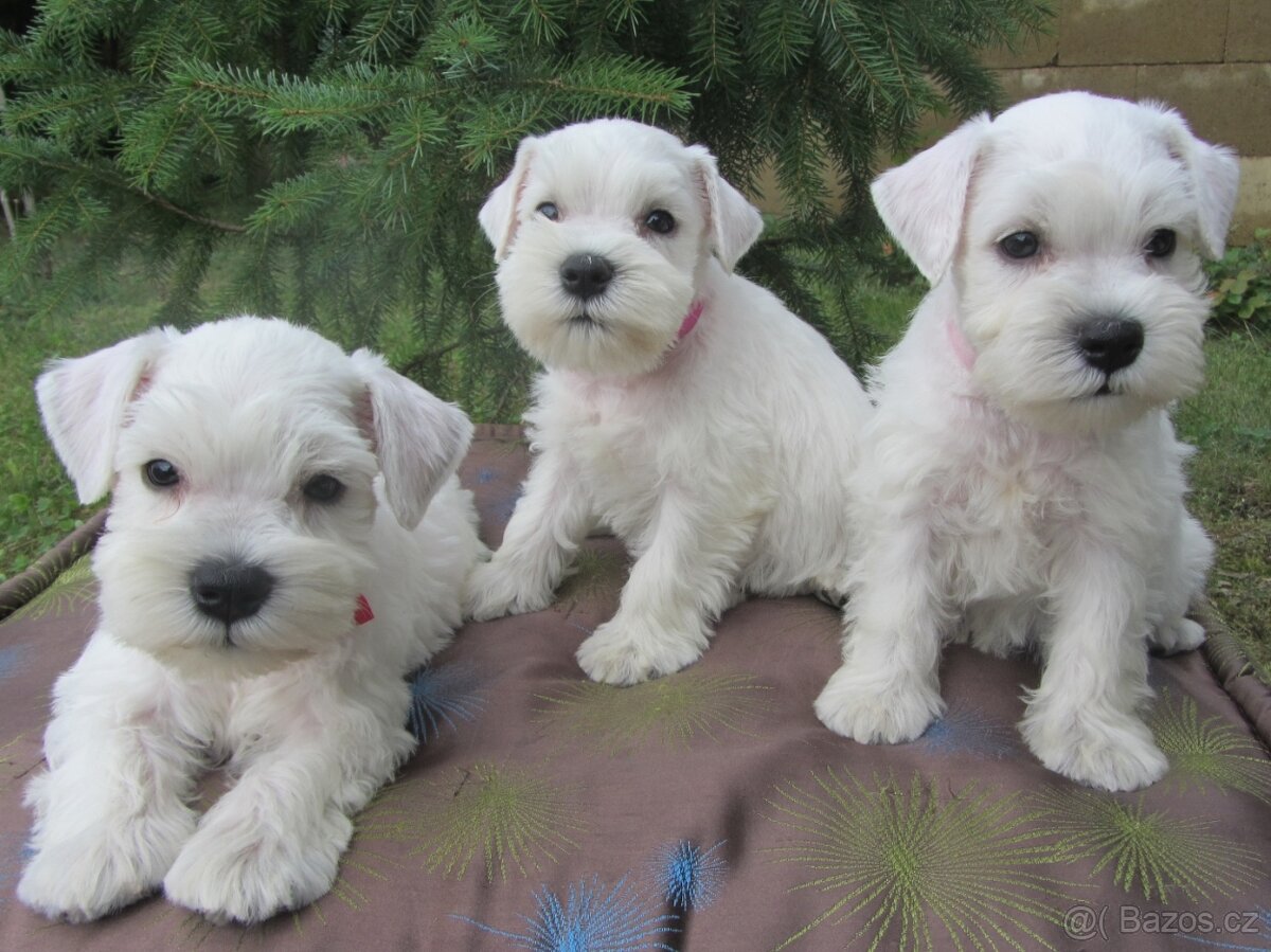 CHS Švarcava - Knírač malý bílý s PP - 14