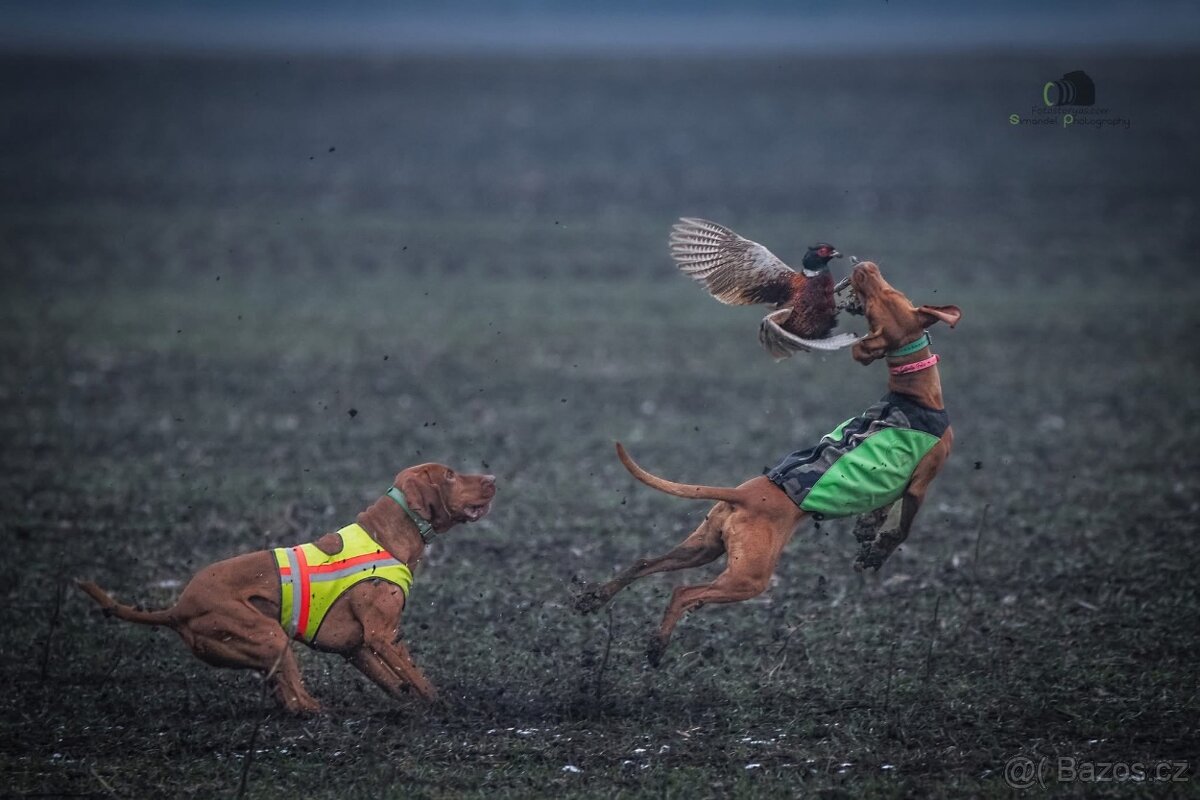 Maďarský ohař s PP - 14