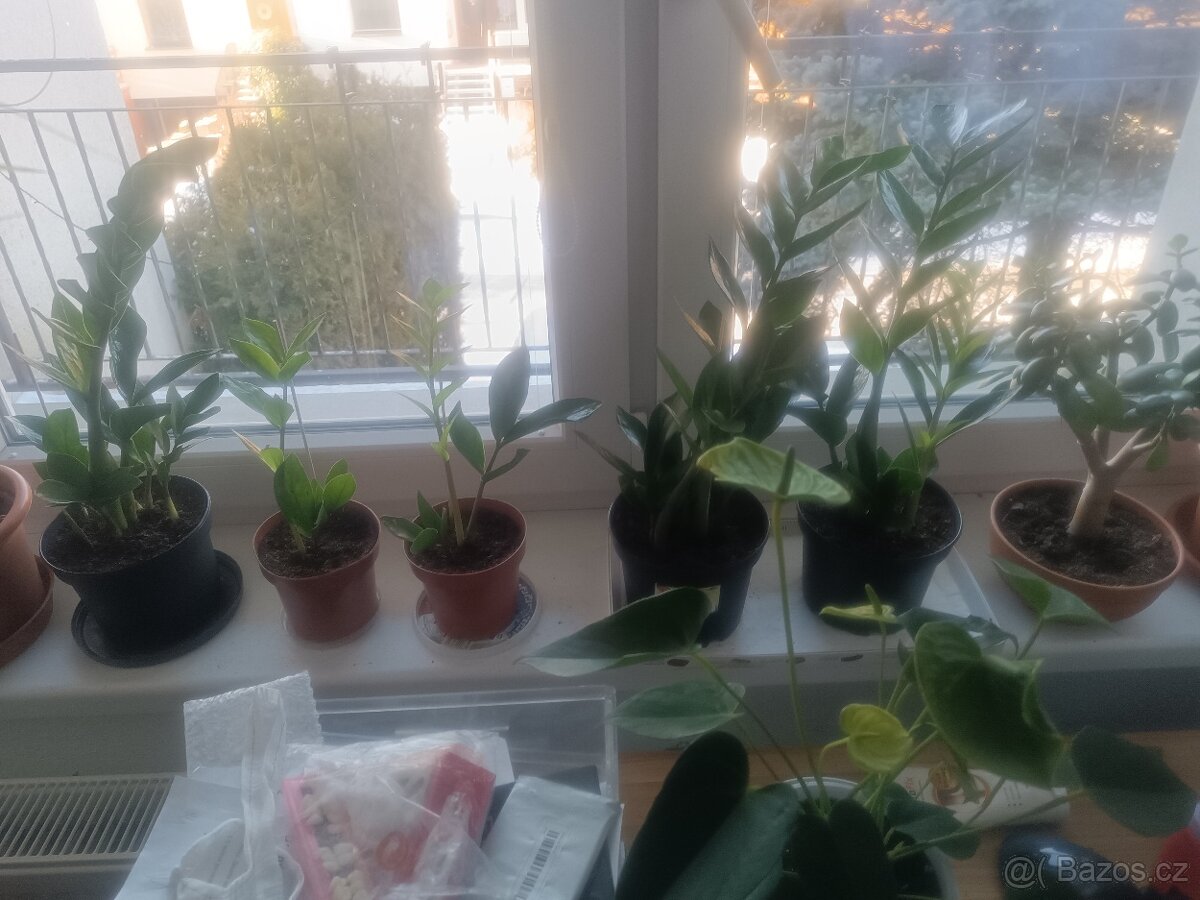 Prodám tlustice + palmy + jiné rostliny - 14