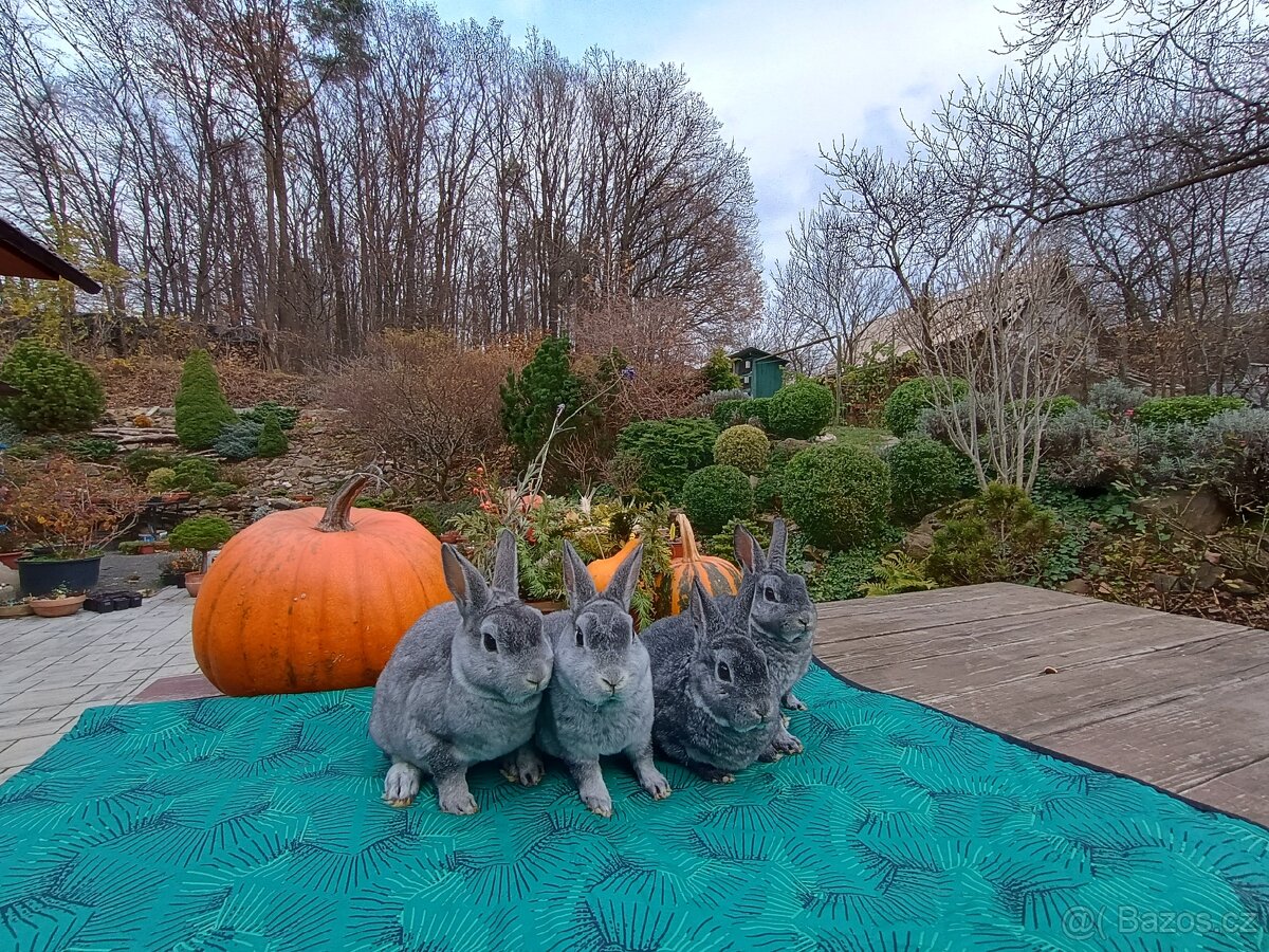 Zakrslý REX činčilový vánoční miminka - 14