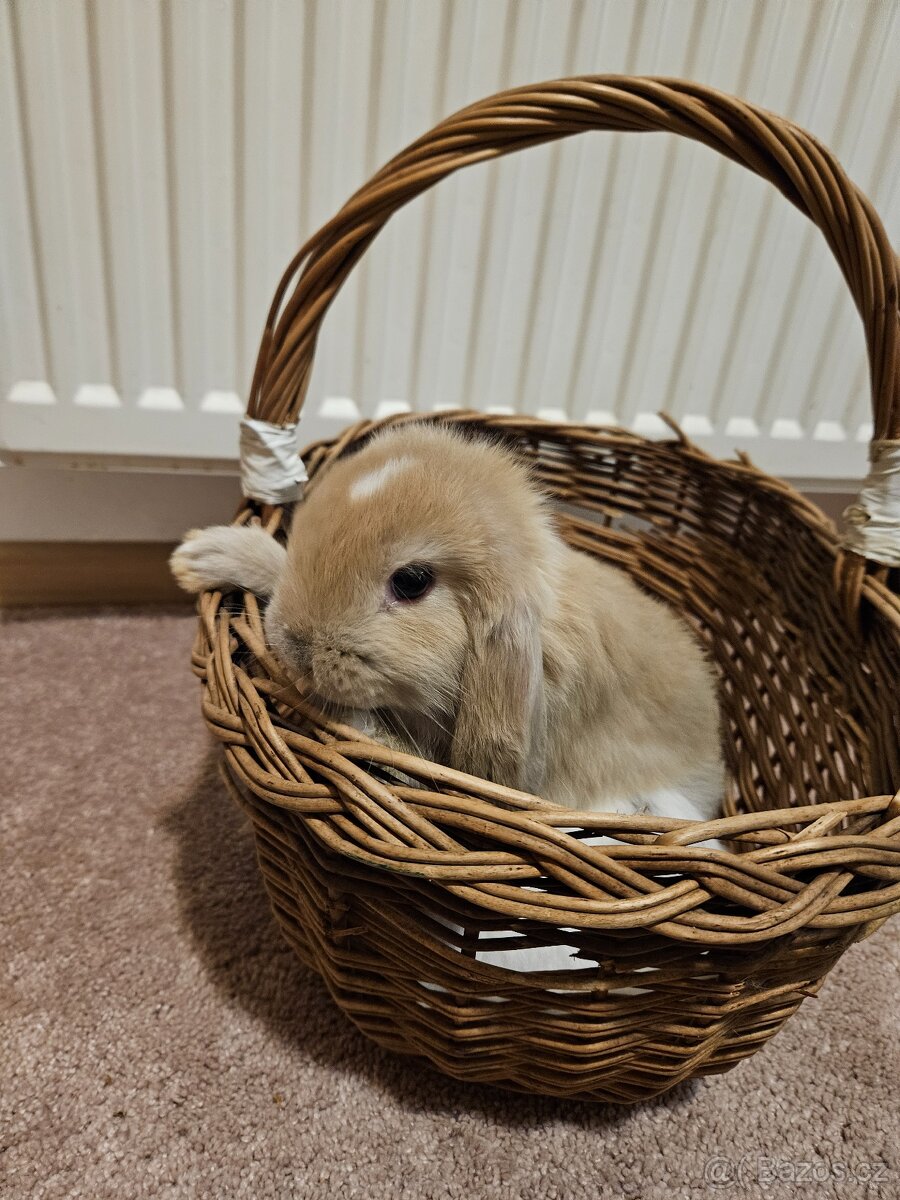 Zakrslý králík - 14