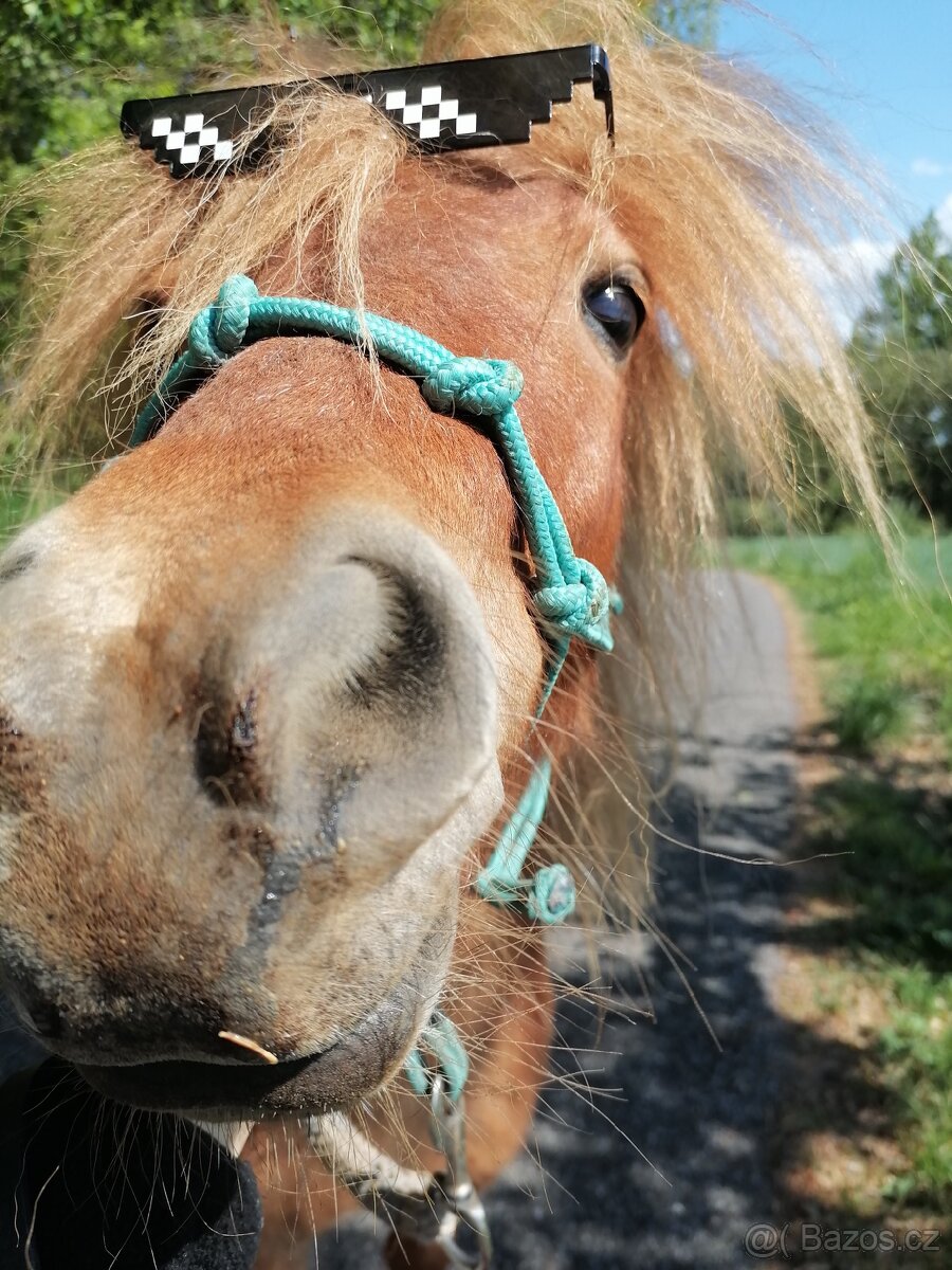 Pronájem pony - 14