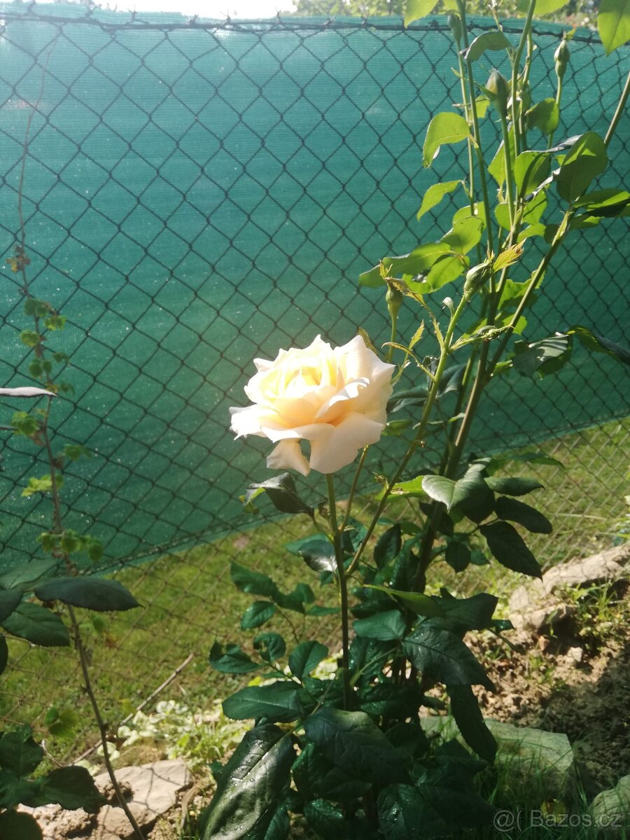 Prodej zahrádky - 14