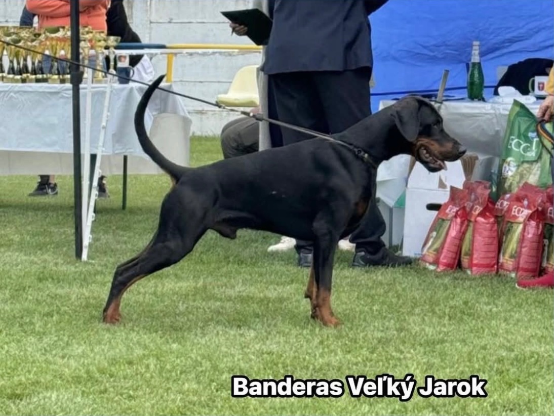 DOBERMAN S FCI PP - dobrman štěňata - 14