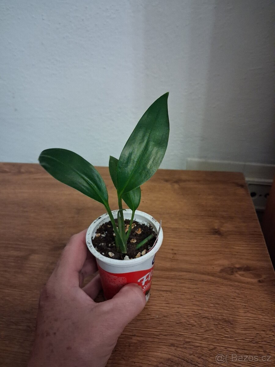 Pokojové rostliny 1 - 14