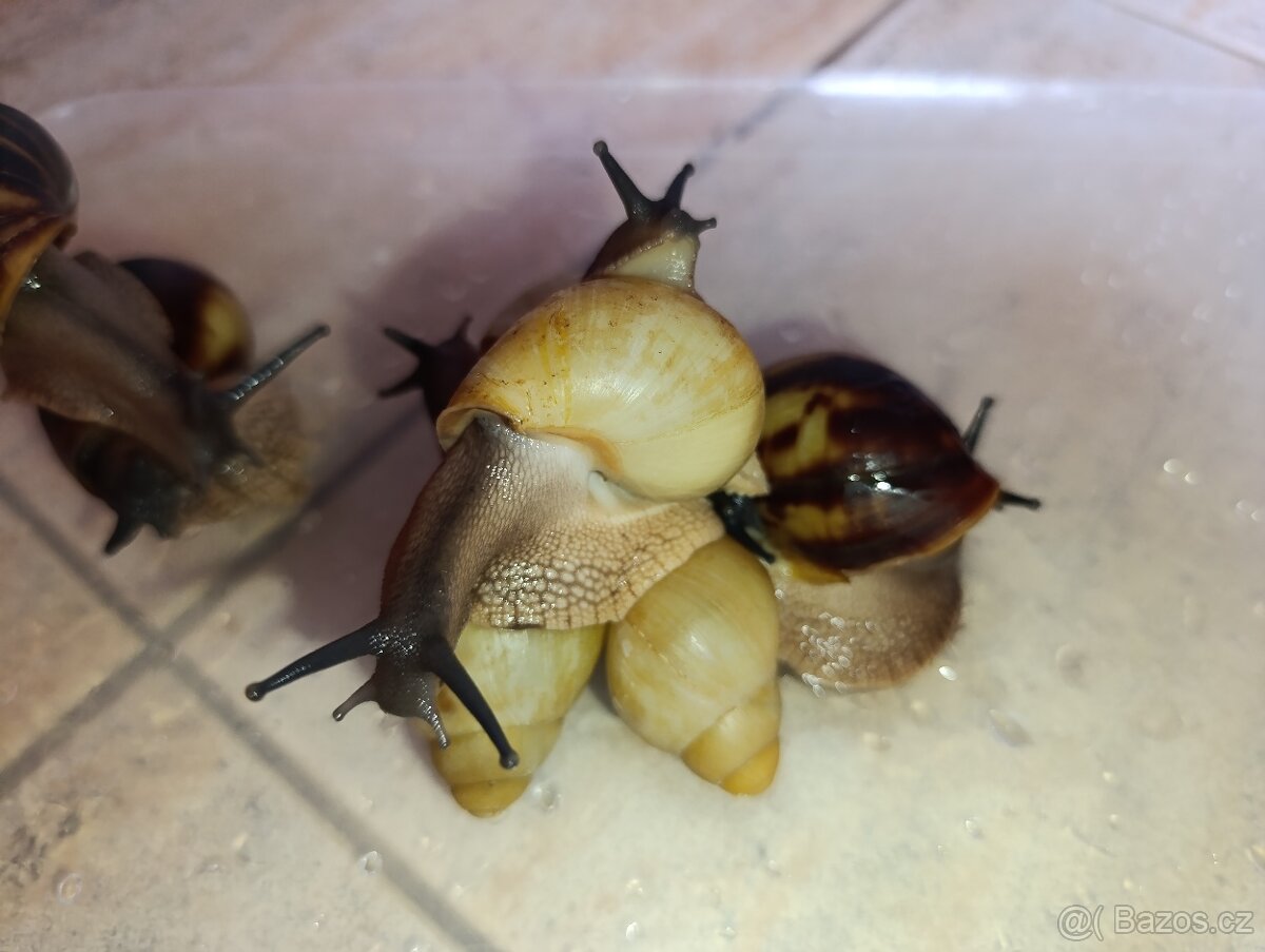 Archachatina marginata candefacta Cameroon - 14