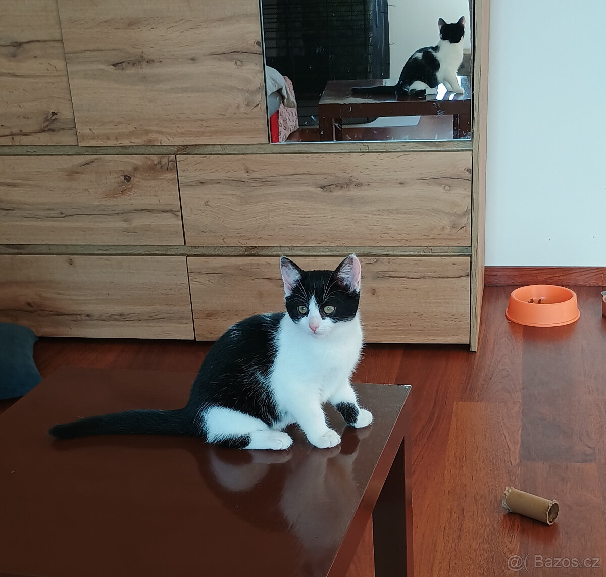 Koťata, kotě, jen do dobrých rukou - 14