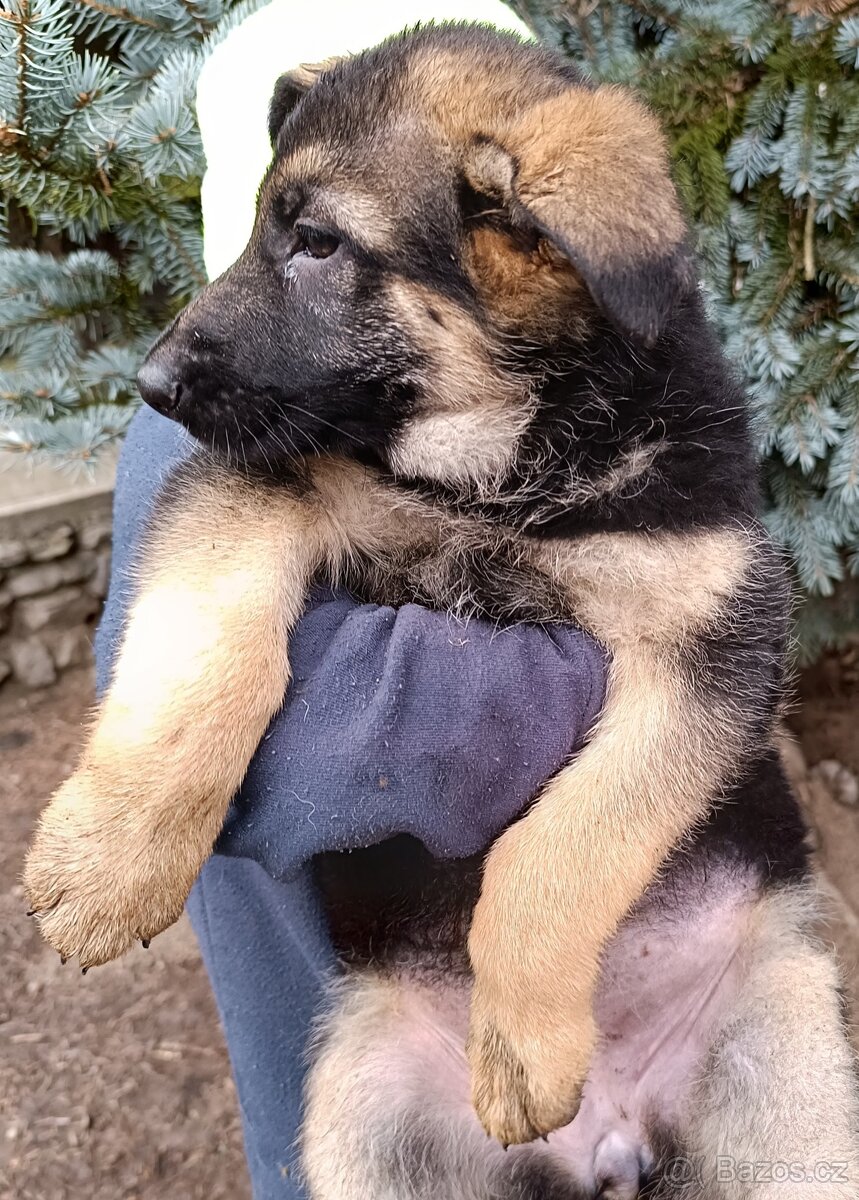 ŠTĚŇATA NĚMECKÉHO OVČÁKA TYPU REX - 14