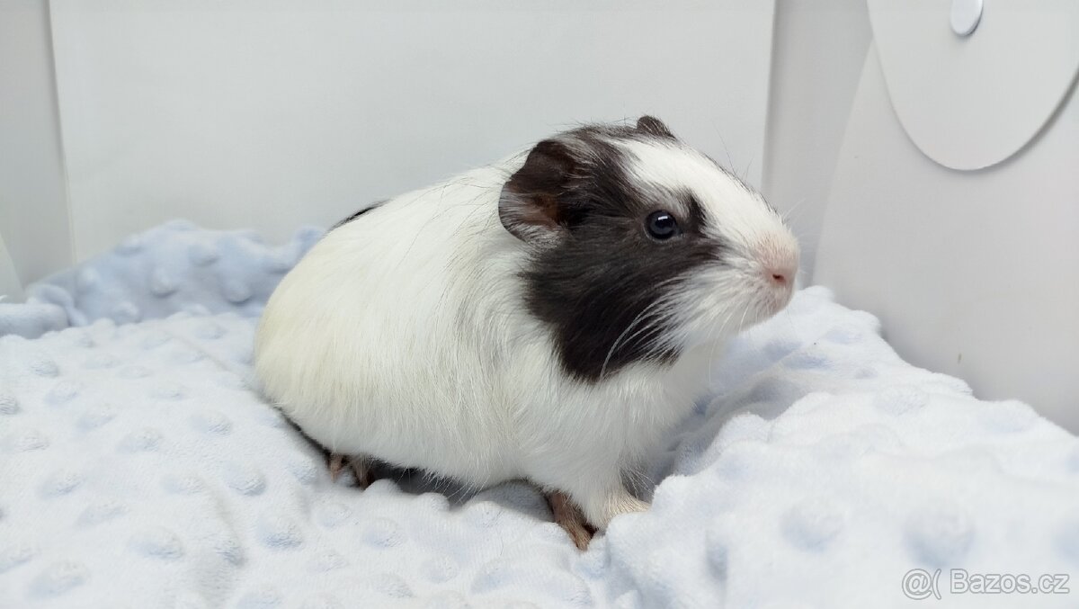 Morče, Morčata, Morčátko, Morčátka - BETTY - 14