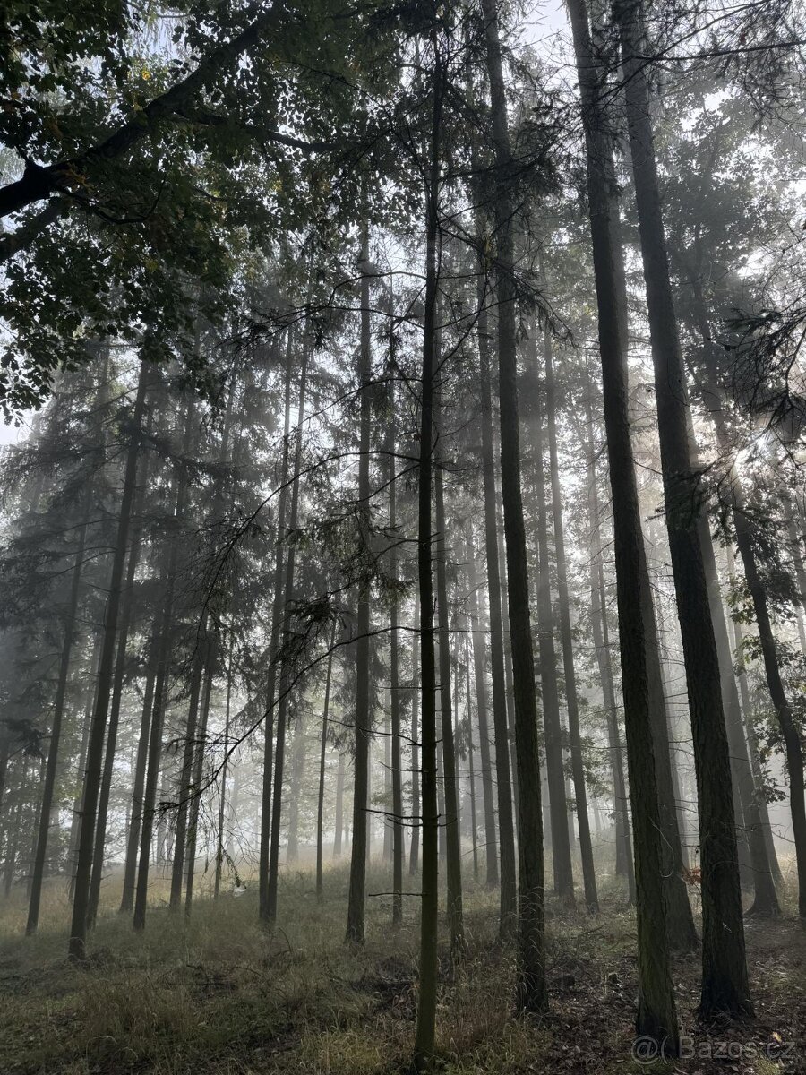 Prodám lesní pozemek v k.ú. Žichlice u Hromnic - 14