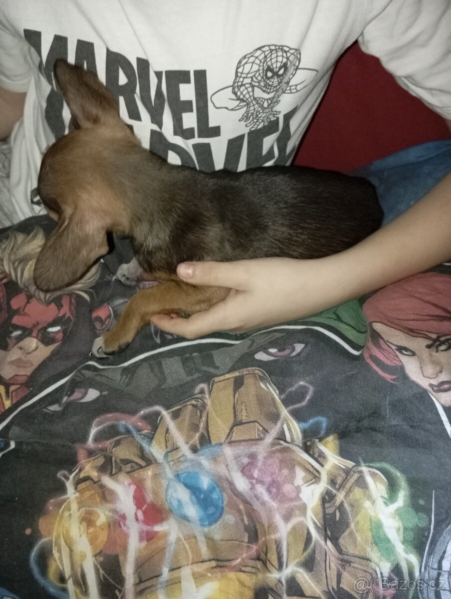 Štěňátka - 14
