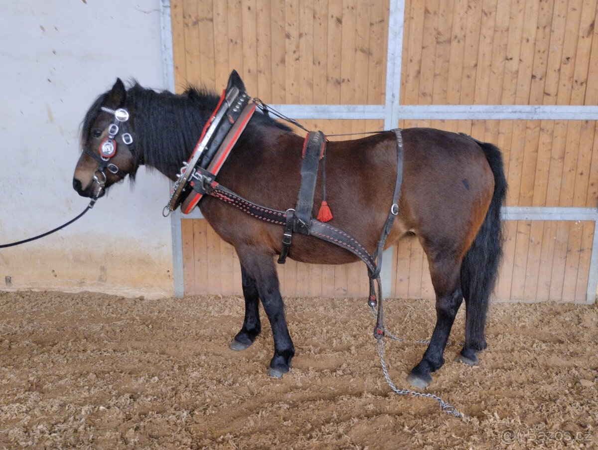 Chomoutový postroj - 14