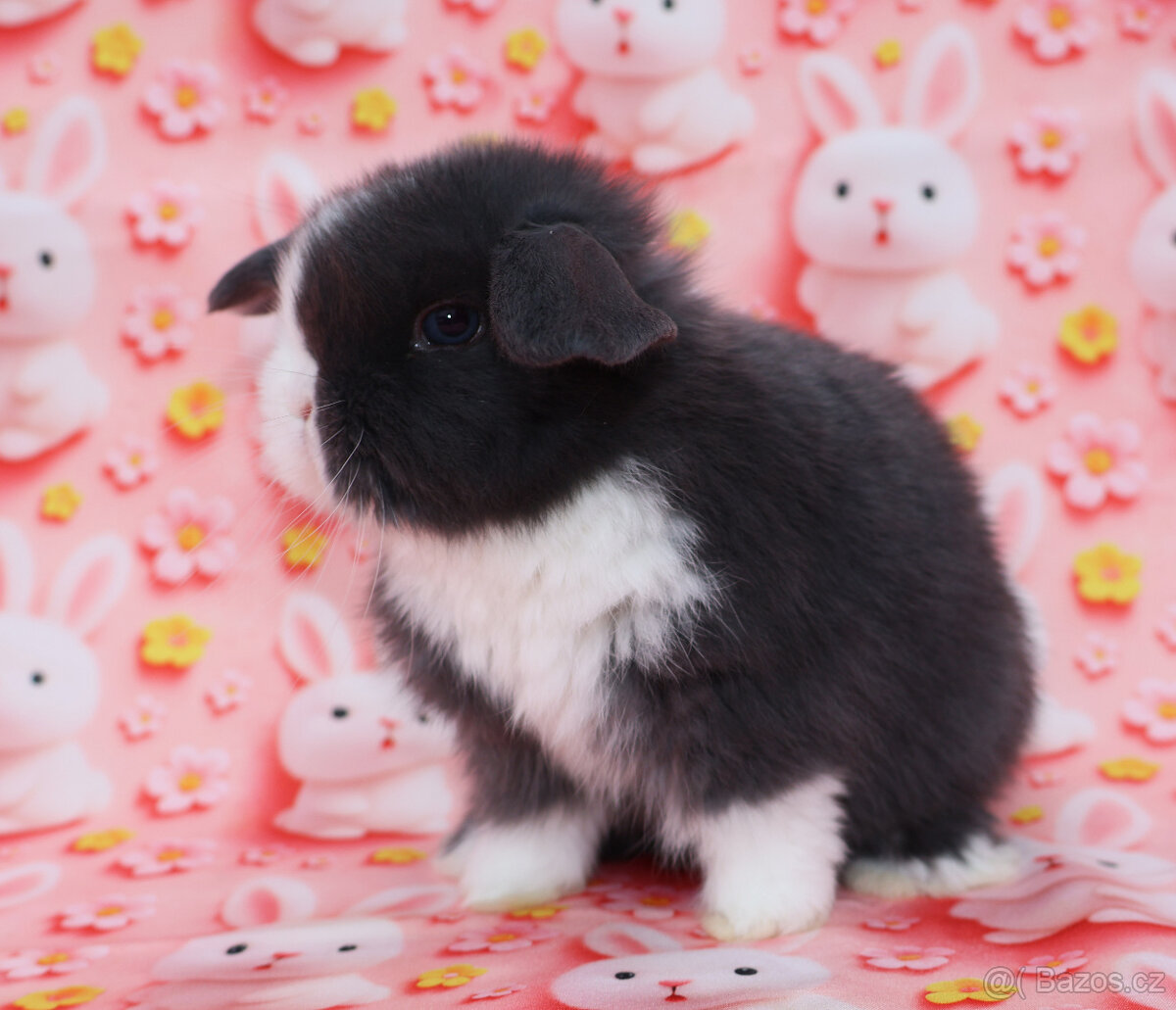 Zakrslý modrooký beránek - samička . - 14