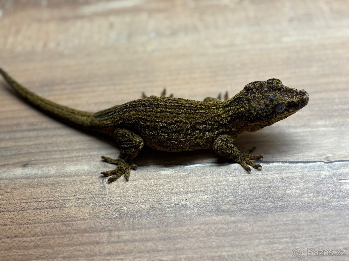 pagekon hrbolkohlavý,pagekon řasnatý - 14