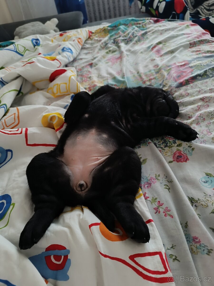 Šarpej 3 měsíce. - 14