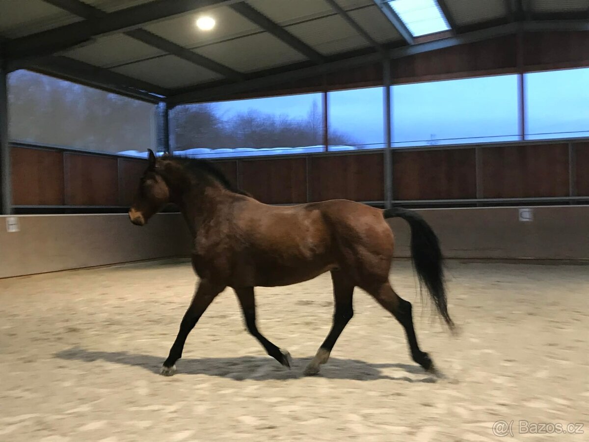 valach 9 let, 158 cm kůň pro ženu - 14