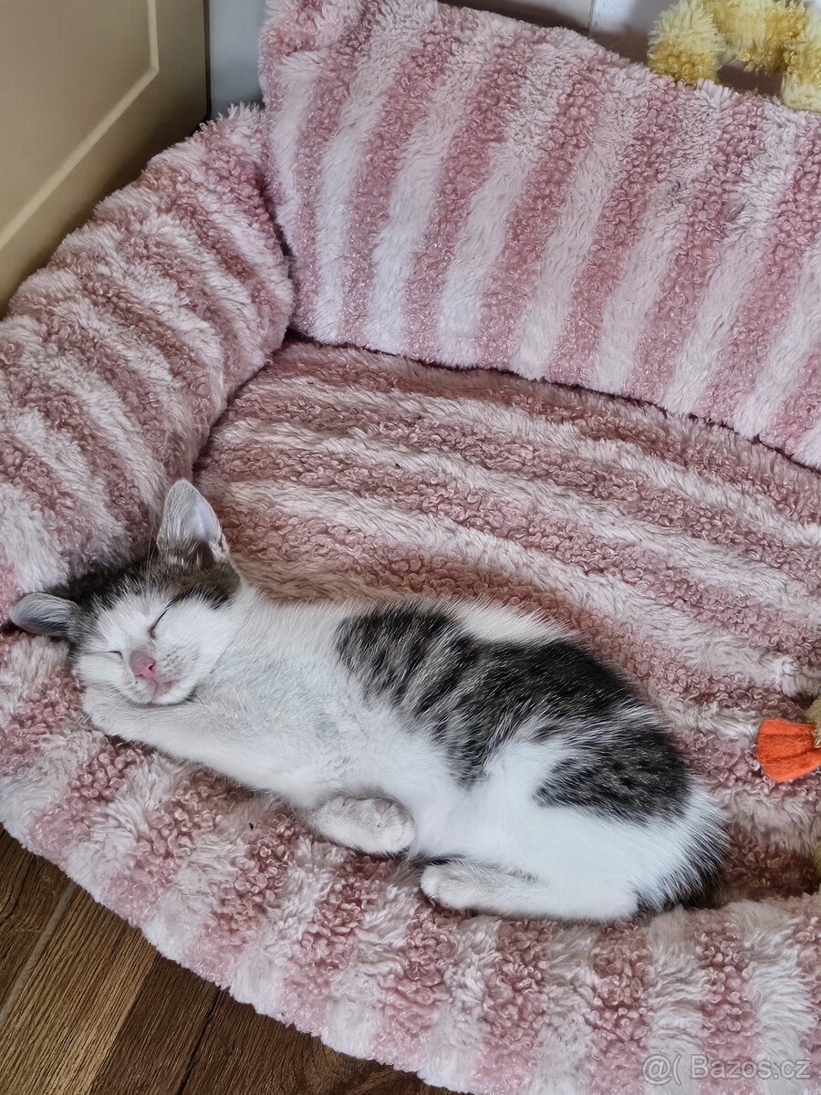 Koťata zdarma - 14