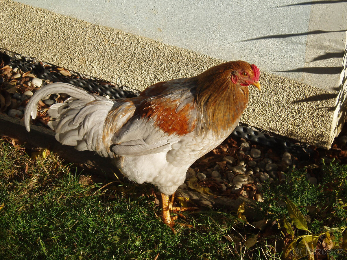 Prodám kohouta do chovu - 14