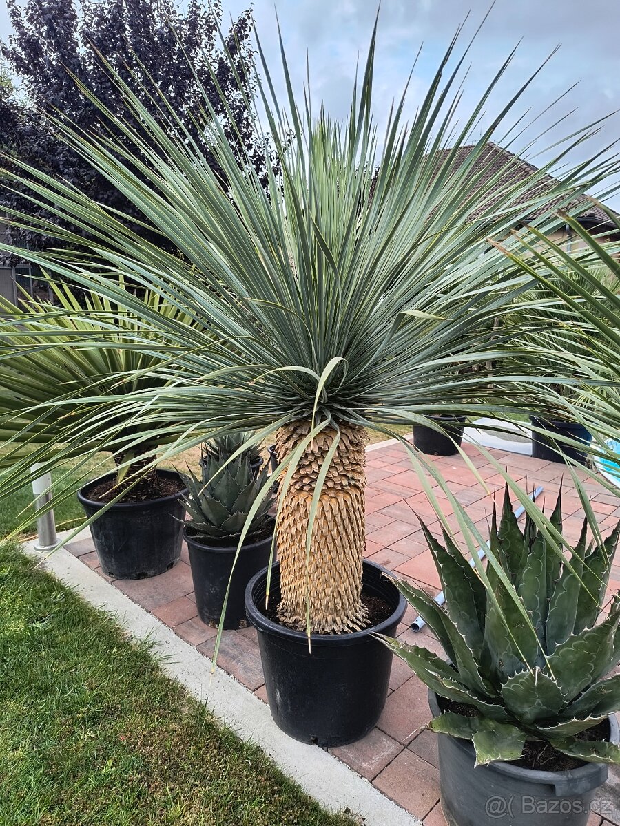 Sabal brazoriensis yucca juka - 14