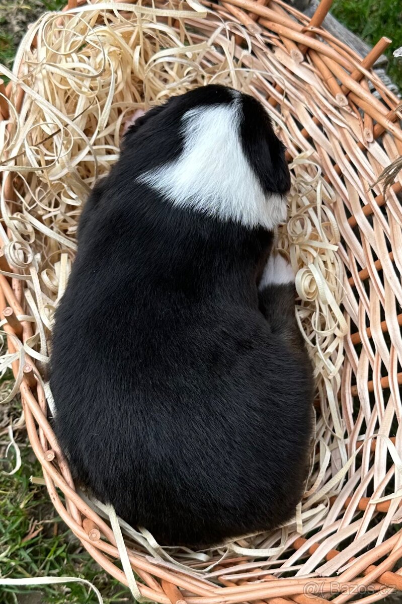 Miniatúrní americký ovčák - 14