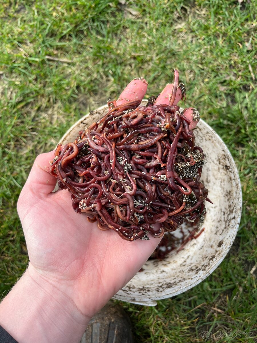 Kalifornské a Hnojní Žížaly - 14