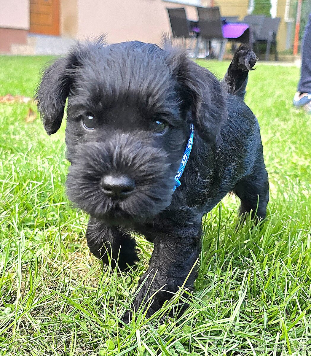 Knírač malý černý - 14