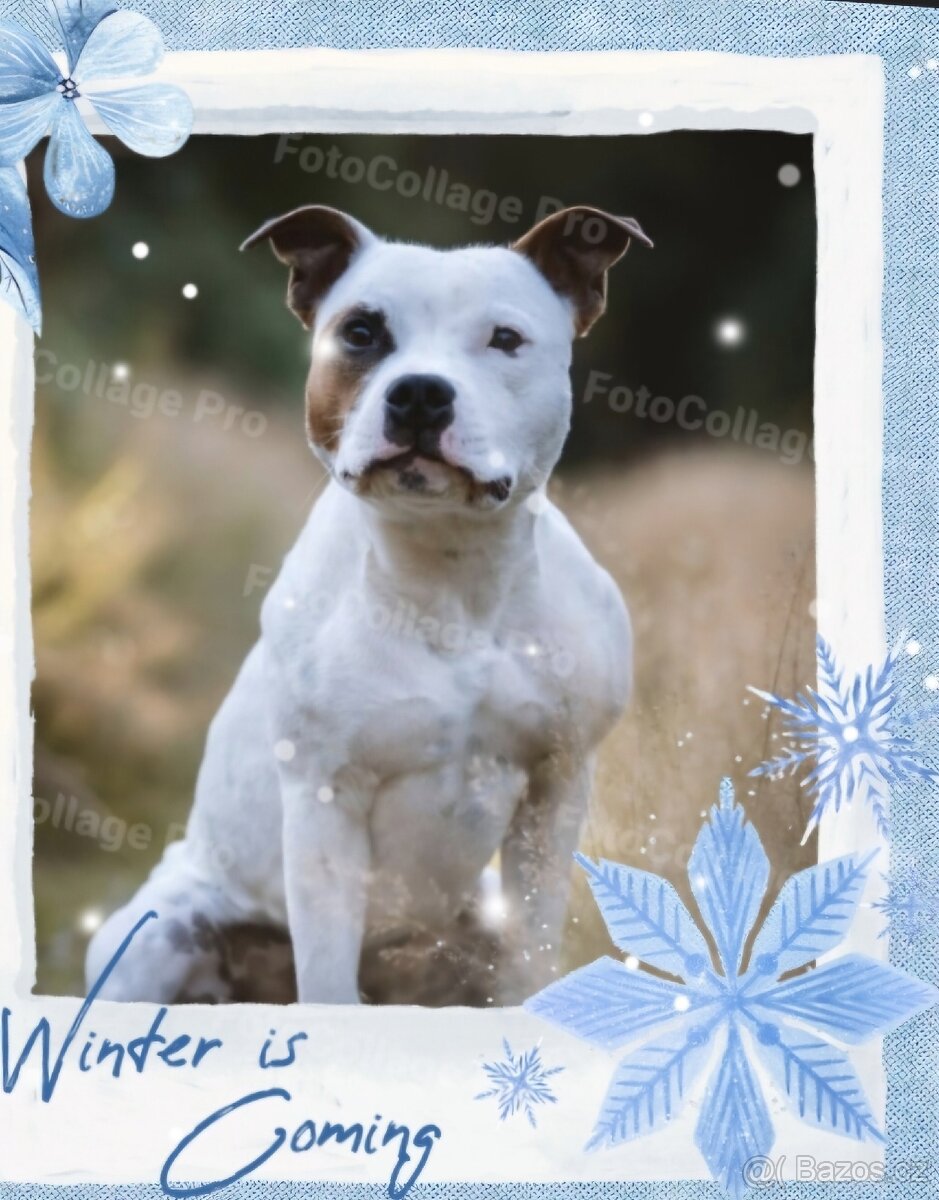 Krycí pes Stafordšírský bulteriér s PP . - 14